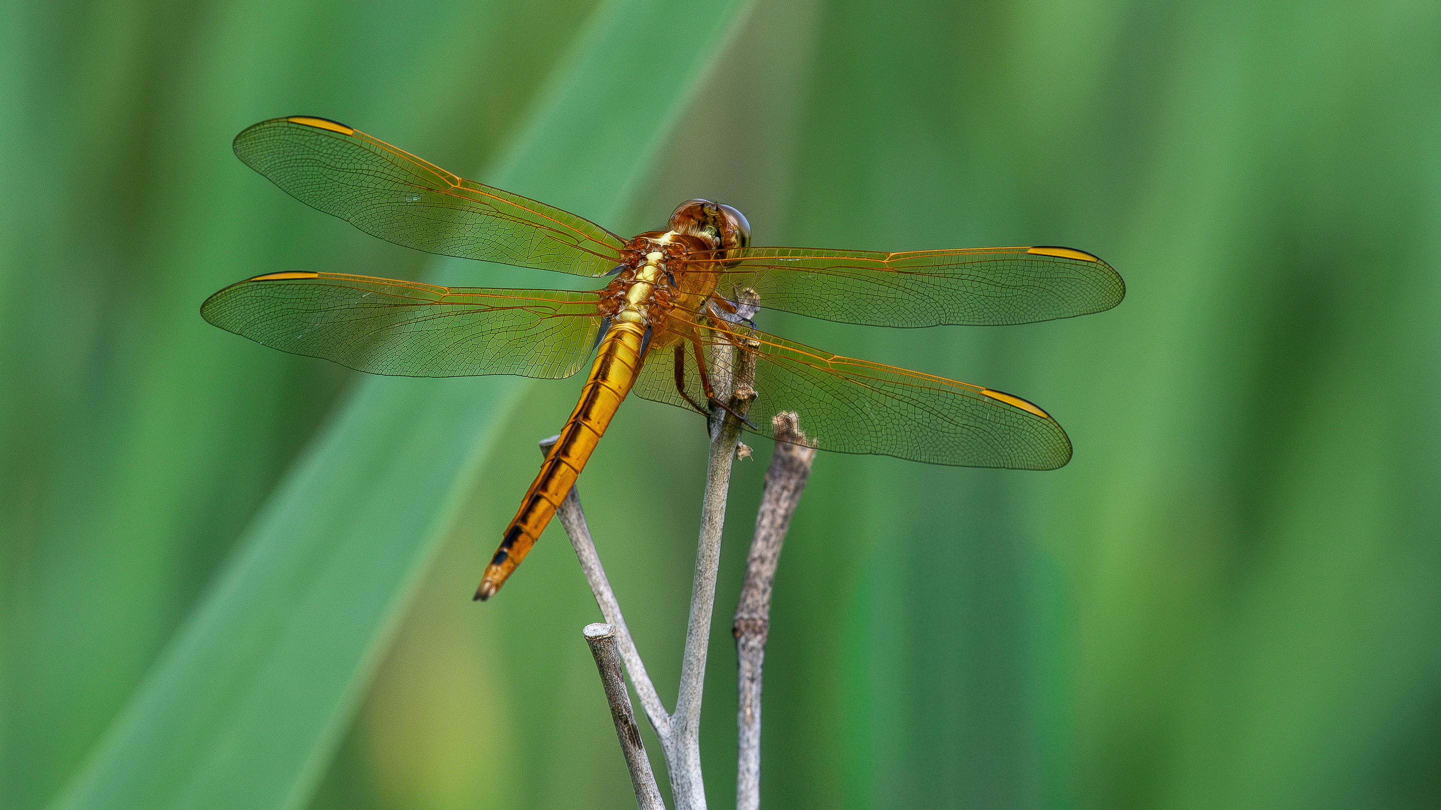 2nd PrizeOpen Color In Class 3 By Edward Crawford For Needhams Skimmer Dragonfly SEP-2025.jpg